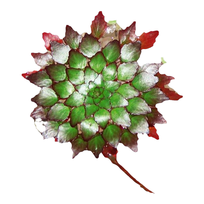 浮性水草净化水质微景观