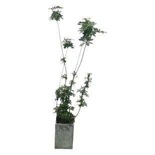 造型鸭脚木盆栽网红发财树植物室内净化客气吸甲醛大绿植一物一拍