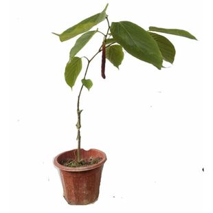 桑果苗嫁接苗四季盆栽养蚕桑树当年结果大果桑长桑葚树苗带盆发货