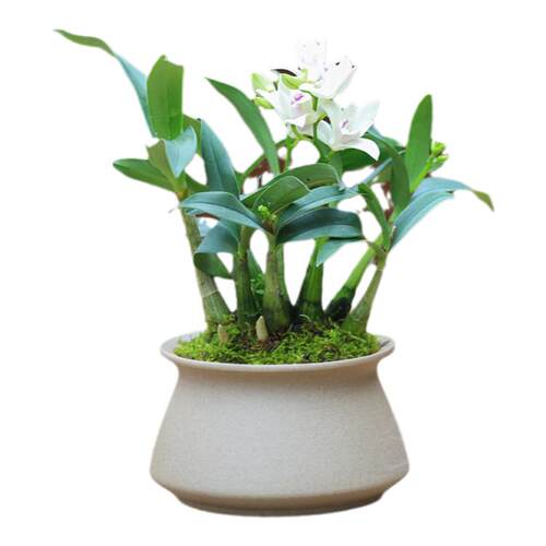 白花石斛兰盆栽带花茶室禅意盆景桌面花卉植物室内迷你兰花盆栽