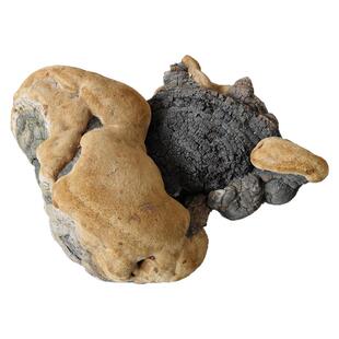 长白山野生桑黄干货整个11斤孤品裂木蹄层孔菌特大桑黄精品灵芝菌