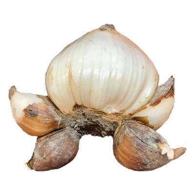 漳州重瓣水仙花种球年宵花