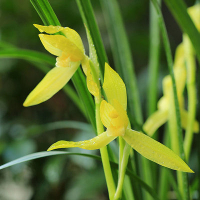 春剑四大名品牙黄素兰花带花苞办公室办公桌室内花卉盆栽植物