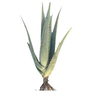 可吃的芦荟苗库拉索芦荟盆栽绿植美容芦荟盆栽食用芦荟植物鲜叶片