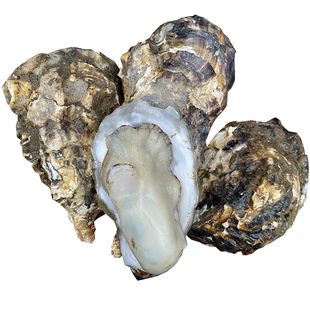 鲜活生蚝超大新鲜带壳牡蛎特大肥蚝大海蛎子烧烤海鲜顺丰包邮4斤