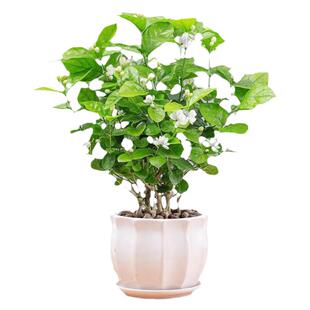 茉莉花盆栽树苗四季开花卉植物虎头带花苞好养绿植室内栀子花苗禄