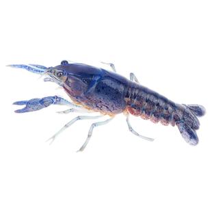 佛蓝鳌虾冷水观赏宠物虾佛兰熬虾佛罗里达蓝敖螯虾淡水水草缸活体