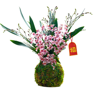 浓香水培香水文心兰带花苞盆栽苔藓球名贵梦香兰花苗好养室内绿植