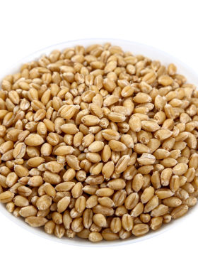 新货淮小麦500g克甘麦大枣汤原料