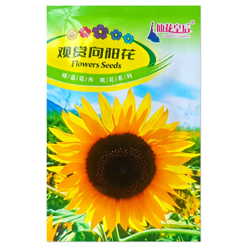 观赏向阳花种子向日葵种子