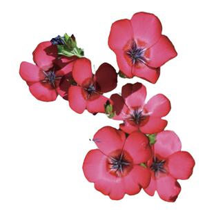 红花亚麻花种子室内外盆栽庭院花坛四季播易活多年生红色花卉种孑