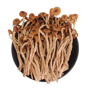 新货净重古田不开伞茶树菇茶树菇干货鲜嫩农家茶薪菇农家无硫熏