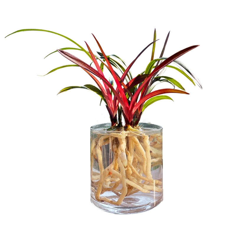 名贵四季兰花苗【红草红荷】精品