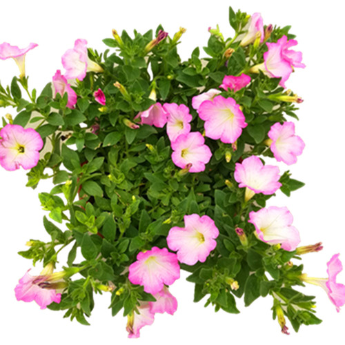 矮牵牛花盆栽带花超级舞春花苗垂吊花卉庭院阳台耐寒花卉喇叭花苗