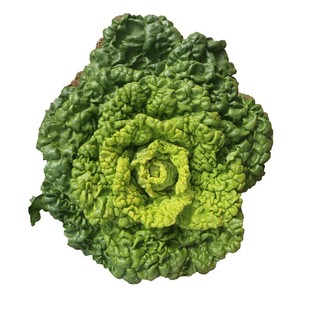 黄心乌塌菜菜种子菊花心雪里金花春秋冬蔬菜小白菜天菜种籽蟋蟀牌