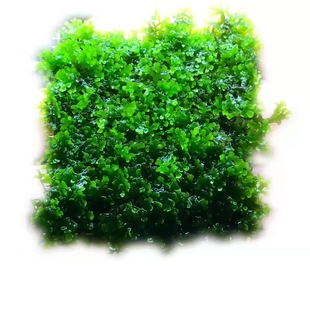 珊瑚莫斯翠绿色捆绑沉木杜鹃根粘石头淡水散装莫丝鱼缸水族箱造景