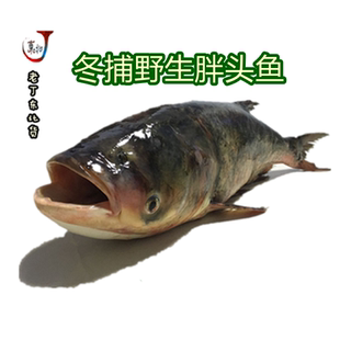 胖头鱼5-52斤礼盒装鳙鱼花鲢鱼鱼大头鱼松原