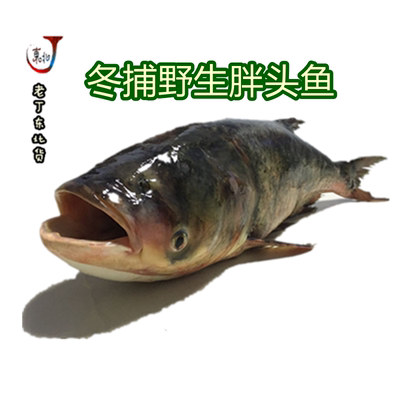吉林松原礼盒装冬捕鱼胖头鱼