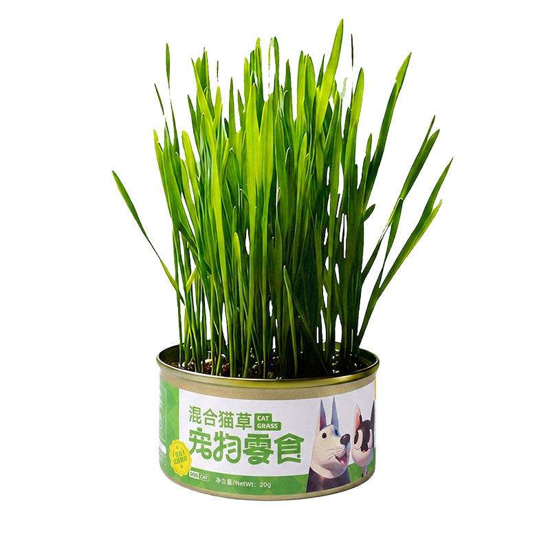 95%优质麦苗!高发芽率狗草罐头