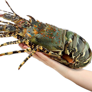 特大龙虾小青龙波士顿龙虾鲜活冷冻澳龙龙虾澳洲花龙海鲜水产礼盒