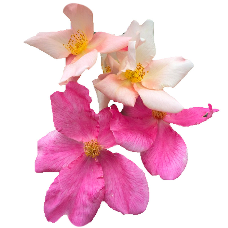 海蒂的花园 蝴蝶中国古老变色月季盆栽苗阳台庭院丰花勤花植物