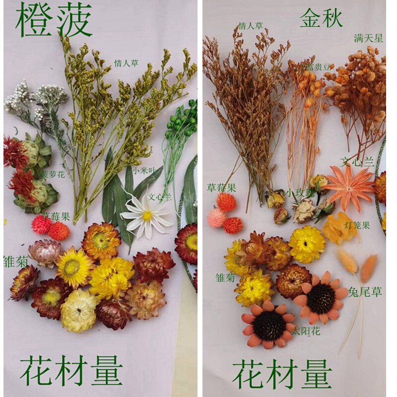 100朵自然七彩真干花雏菊多品种diy材料包相框装饰幼儿园手工制作