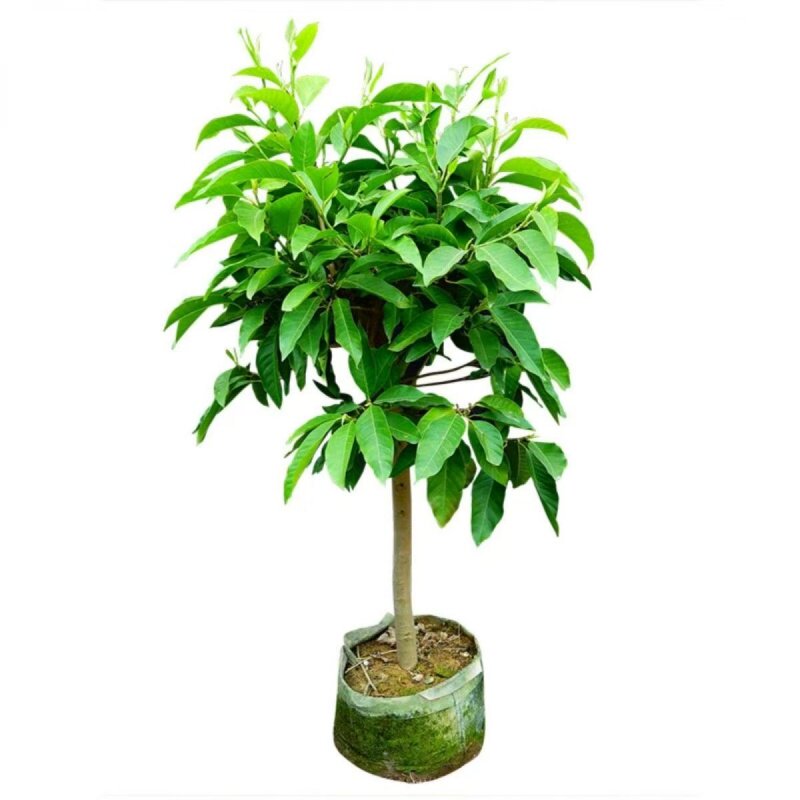 带苞浓香好养白兰花盆栽树苗绿植