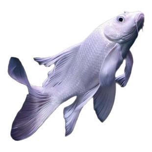 顺丰蝴蝶鲤球体普身冷水锦鲤鱼苗红草金观赏鱼黄金龙凤好养耐活鱼