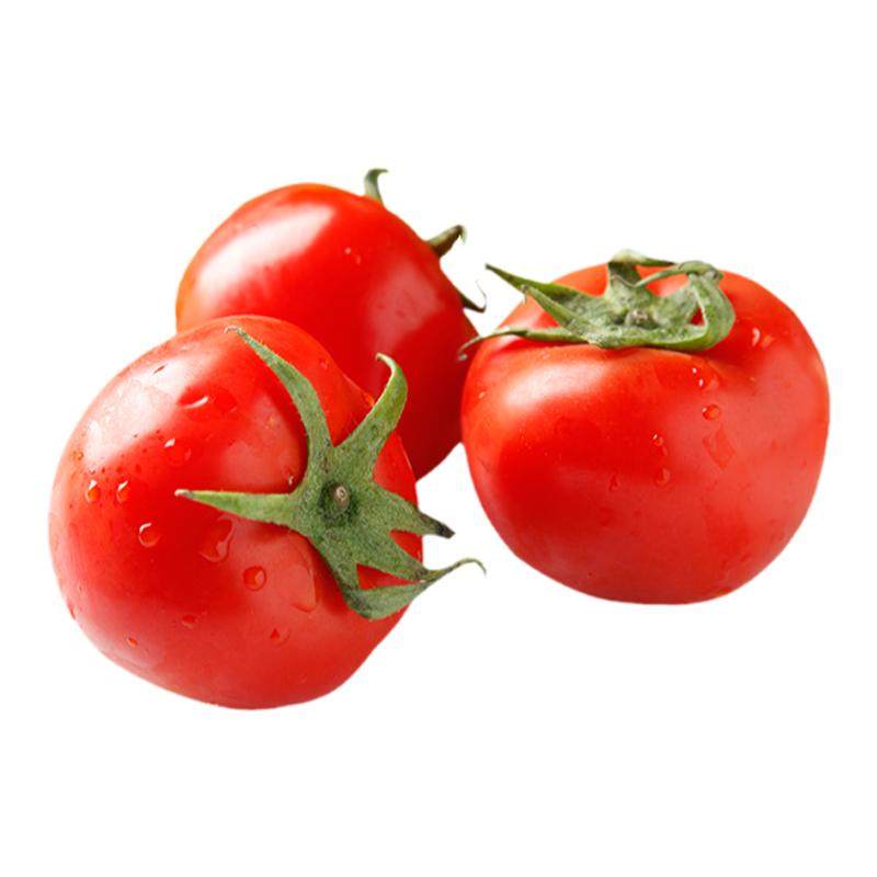 有机西红柿新疆自然熟番茄孕妇新鲜现摘生吃沙瓤新普罗旺斯西红柿
