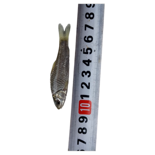 青波鱼苗中华倒刺鲃乌鳞青板重庆淡水活体军鱼养殖清波鱼苗