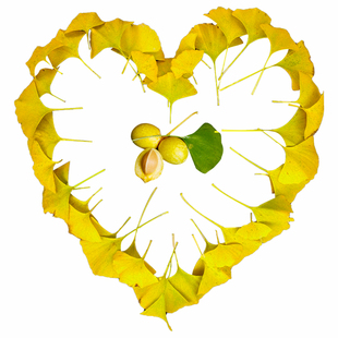 金叶银杏树活苗南方庭院门前地栽观赏性白果大别墅耐寒旺宅风景树