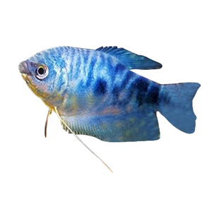 曼龙鱼丽丽鱼马甲鱼中小型观赏鱼活体淡水彩群亲嘴接吻鱼好养耐活