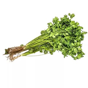 耐寒小叶香菜种子山东老品种大叶芫荽种孑秋冬播四季阳台速生菜籽