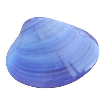 天然贝壳自然对贝贝壳蛤海贝