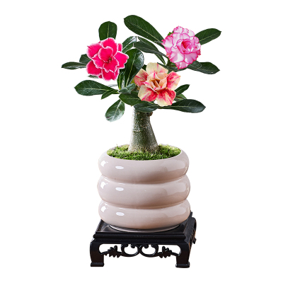 沙漠玫瑰盆栽阳台花卉绿植小盆景