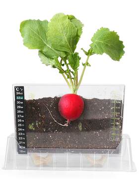 阳光房种植玩具科学小实验