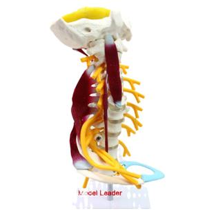 ENOVO颐诺医学人体颈椎模型颈臂丛神经肌肉模型 人体骨骼标本模型寰枢关节疼痛科颈部肌颈肩骨科教学医生医院
