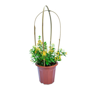 金银花树苗盆栽室内阳台室外开花攀爬墙植物爬藤四季花卉绿植花苗