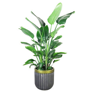 天堂鸟鹤望兰绿植室内盆栽花卉植物客厅办公室开业送礼盆栽重庆