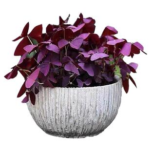 紫叶酢浆草种球幸运草多年生盆栽紫蝴蝶花卉紫色浆草炸酱种子四季