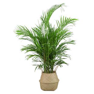 散尾葵植物凤尾竹室内办公室客厅绿植大型盆栽夏威夷竹花卉富贵椰