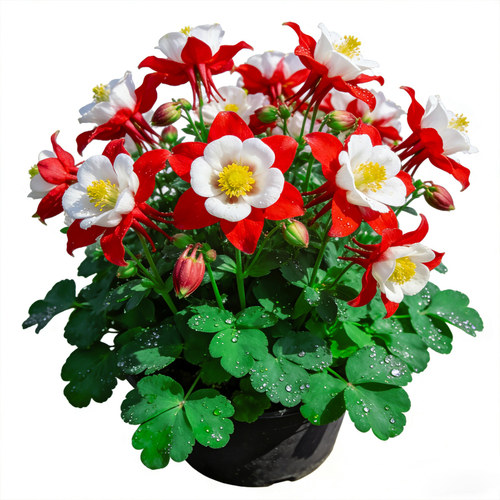 【花开爆盆】大花耧斗菜盆栽花苗多年生地栽盆栽耐寒阳台庭院花卉
