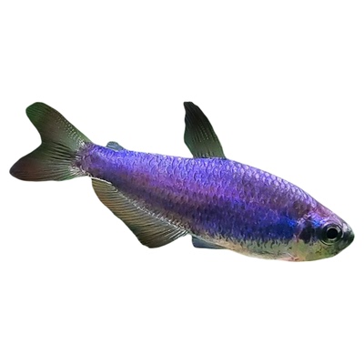 南美热带淡水小型观赏鱼