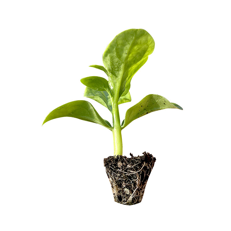 特大圆叶木耳菜苗秧多茬采收分枝力强豆腐菜种子四季种植阳台盆栽