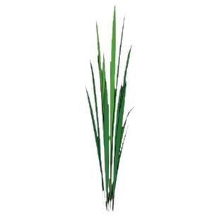 黄菖蒲苗水生花卉黄菖蒲水池植物黄菖蒲水葫芦水浮莲庭院鱼池植物