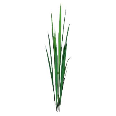 水池花卉植物水边池塘