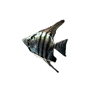 蓝魔神仙鱼苗观赏鱼七彩热带大型秘鲁埃及活鱼淡水好养宠物燕子鱼