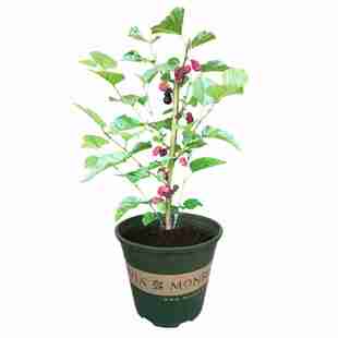 果桑葚树苗嫁接盆栽庭院阳台果树无籽大十养蚕南北方种植当年结果