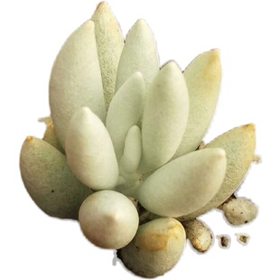 高贵银白色肉肉 银月多肉植物盆栽花卉绿植群生多头 菊科多肉植物