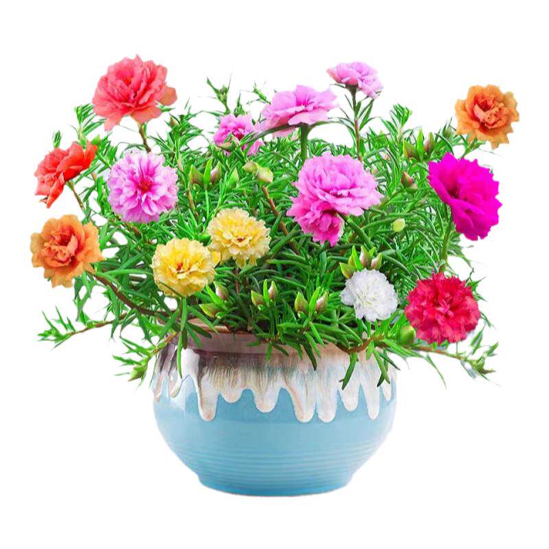 太阳花重瓣苗枝条盆栽混色大花带根带花苞室内花卉绿植好活易养